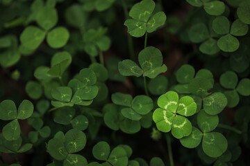 found a good luck four leaf clover standing out from meadow of green clovers. unique discovery of a 