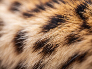 tiger fur texture. fur, texture, animal, hair, skin, brown, cat, nature, wild, pattern, close-up, wh