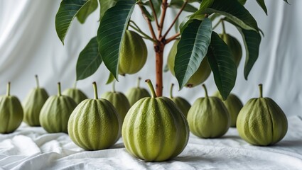 Wall Mural - Guava fruits from a tree, shown isolated against a white background, with complete depth of field and a clipping path.