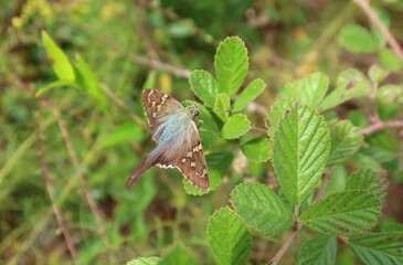 Wall Mural - Long-tailed tropical butterfly on green leaf in Florida nature