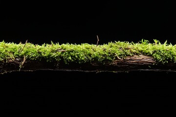 Poster - Lush green moss covering a wooden log against a dark background for a serene nature feeling : Generative AI