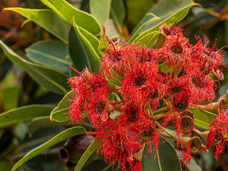 Wall Mural - Red Flowering Gum Corymbia Ficifolia