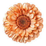Close-up photo of peach gerbera daisy transparent background flower blossom nature isolated view