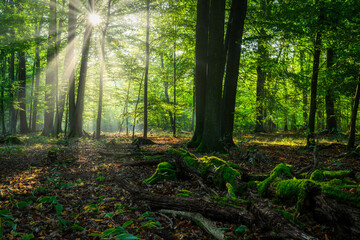 Wall Mural - Beautiful sunny morning in green forest