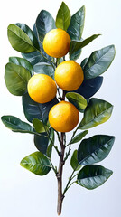 Wall Mural - Citrus Branch With Ripe Fruits