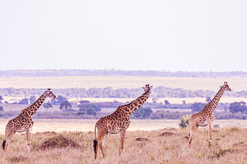 giraffe in the savannah