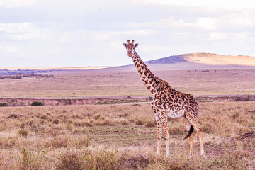 giraffe walking in the savannah