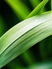 Wall Mural - Close-Up of Leaf with Smooth Texture and Lush Green Background : Generative AI