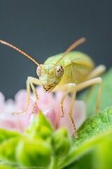 Poster - Macro Shot of a Green Grasshopper on Pink Flower Petals with Detailed Features : Generative AI
