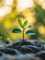 Aufkleber - Small Green Plant Growing from Soil Against a Beautiful Soft Focus Background : Generative AI