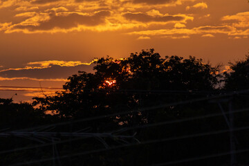 Wall Mural - sunset in the countryside of sri lanka, with silhouettes of trees and wires