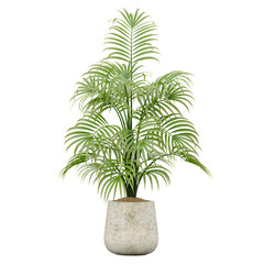 3d illustration of areca palm tree isolated on transparent canvas