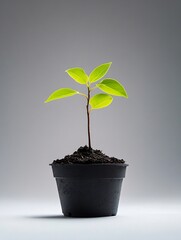 Poster - Fresh Green Plant Growing in Pot Symbolizing New Life and Nature : Generative AI