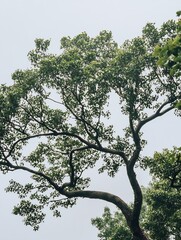 Poster - Majestic Green Tree Branches Against a Pale Sky Captured in Natural Light : Generative AI