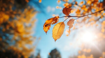 Poster - Vibrant Autumn Leaves Against a Bright Blue Sky in Nature's Beauty : Generative AI