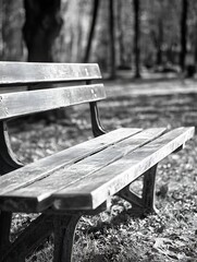 Aufkleber - Rustic wooden park bench in a tranquil natural setting surrounded by trees : Generative AI