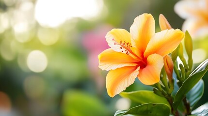 Poster - Beautiful hibiscus flower in vibrant orange tone with green leaves and blurred background for nature lovers : Generative AI