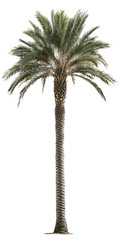 Isolated palm tree on a transparent background. Perfect for architectural renderings, landscape designs, or any project needing a realistic palm tree image