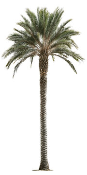 Isolated palm tree on a transparent background. Perfect for architectural renderings, landscape designs, or any project needing a realistic palm tree image