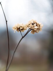 Poster - Delicate White Flowers Blooming in a Natural Setting for Spring and Summer : Generative AI
