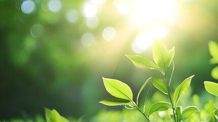 Poster - Sunlit Green Leaves with Soft Bokeh Effect in a Fresh Natural Environment : Generative AI