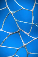 Poster - Close up of a delicate, translucent, vein like structure against a vibrant blue background. The intricate network of lines creates a geometric