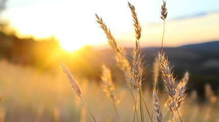 Poster - Golden Sunlight Shining Through Silky Grass Blades at Sunrise : Generative AI