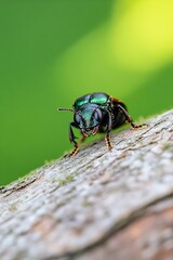 Aufkleber - Close up detailed shot of a green metallic bee perched on a tree branch against a blurred green background : Generative AI