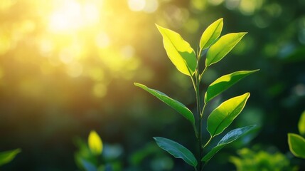 Poster - Close-up of healthy green leaves on a young tree, with soft sunlight filtering through, representing the growth and hope in reforestation efforts
