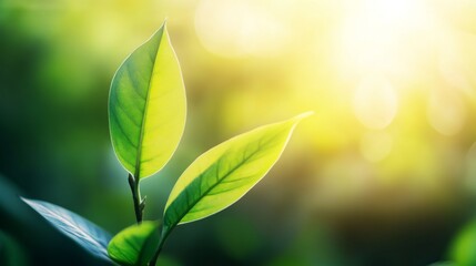 Aufkleber - Close-up of healthy green leaves on a young tree, with soft sunlight filtering through, representing the growth and hope in reforestation efforts