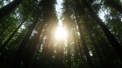 Poster - Majestic Sunlight Streaming Through Tall Trees in a Lush Forest Landscape : Generative AI