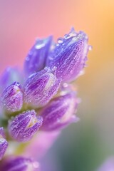 Poster - Close Up of Purple Flower Buds Covered in Dew Drops with Soft Colors : Generative AI