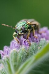 Poster - Close Up of a Vibrant Green Insect on Purple Flower in Natural Setting : Generative AI