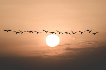 Poster - flock of birds silhouetted against warm sunset sky, creating serene scene