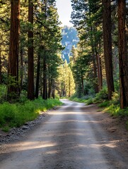 Aufkleber - Peaceful Sunlit Path Through Lush Forest Surrounded By Tall Trees and Natural Beauty : Generative AI