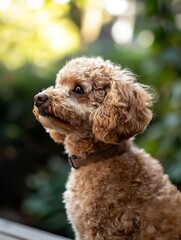 Aufkleber - Adorable Poodle Dog Portrait with Fluffy Fur in Natural Outdoor Setting : Generative AI