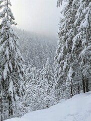 Poster - Serene Winter Landscape with Snow-Covered Pine Trees and Fog : Generative AI