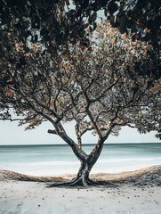 Poster - Calm Beach Tree Framing a Serene View of the Ocean in a Tranquil Setting for Relaxation and Nature Lovers : Generative AI