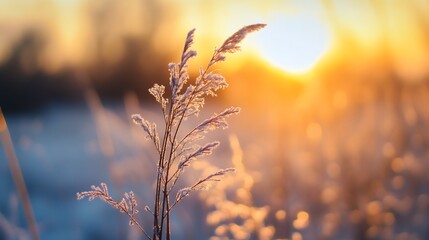 Aufkleber - Delicate grass flowers illuminated by warm sunset glow : Generative AI