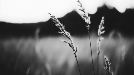 Poster - Artistic black and white image of grass gently swaying in the wind creating serene mood : Generative AI