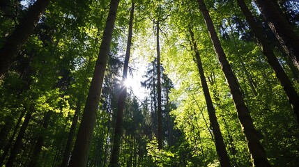 Poster - Sunlight streaming through tall trees in a lush green forest creating a serene natural environment : Generative AI