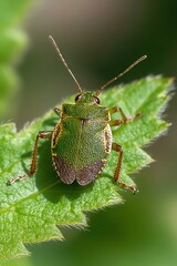 Poster - Close Up of a Green Beetle Resting on a Leaf in Natural Light : Generative AI
