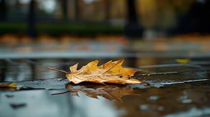 Poster - Autumn Leaf on Wet Surface with Reflections in Rainy Park Setting : Generative AI
