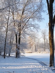 Aufkleber - Snowy Winter Landscape with Trees Glowing in Sunlight : Generative AI