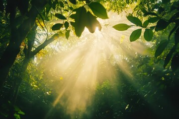 Poster - Sunlight filtering through lush forest canopy creates a tranquil and bright atmosphere in nature, Moving shot of sunlight shining through forest canopy, low angle view