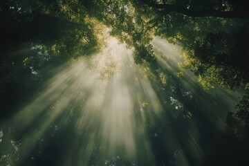 Poster - Sunlight filters through tree canopy creating ethereal rays in serene forest setting, Looking up at the sun's rays filtering through the canopy of trees as the camera passes underneath