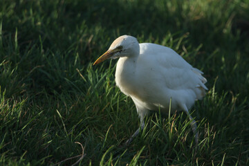 Poster - A Cattle Egret, Bubulcus ibis, hunting for food along the bank of a lake.