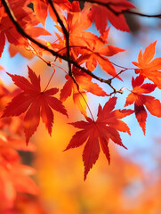 Poster - Vibrant Red Maple Leaves in Autumn against Clear Blue Sky : Generative AI