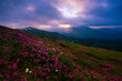© Rushvol - picturesque mountains view, fantastic morning booming red pink rhododendrons flowers on the hills of carpathian mountains at June, Chornohora range, Ukraine, Europe, Hoverla mount on horizon