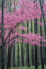 Poster - Serene Forest with Blooming Pink Dogwood Trees in Springtime : Generative AI